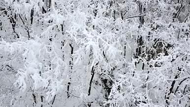 大雪后树林雪景实拍视频的预览图